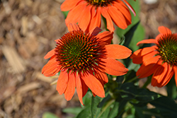 Artisan Soft Orange Coneflower (Echinacea 'PA1308374') at Sargent's Nursery