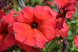 SuperCal Premium Red Maple Petchoa (Petchoa 'SuperCal Premium Red Maple') at Sargent's Nursery
