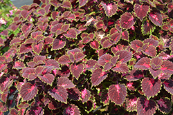 ColorBlaze Cherry Drop Coleus (Solenostemon scutellarioides 'Cherry Drop') at Sargent's Nursery