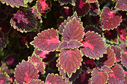 ColorBlaze Cherry Drop Coleus (Solenostemon scutellarioides 'Cherry Drop') at Sargent's Nursery