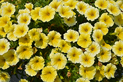 Supertunia Saffron Finch Petunia (Petunia 'Balcobees') at Sargent's Nursery