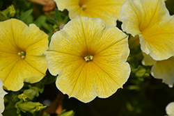Supertunia Saffron Finch Petunia (Petunia 'Balcobees') at Sargent's Nursery