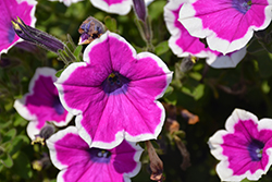Supertunia Hoopla Vivid Orchid Petunia (Petunia 'DPETPW1782') at Sargent's Nursery