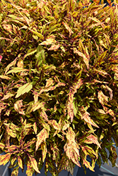 Down Town Greenville Coleus (Solenostemon scutellarioides 'Greenville') at Sargent's Nursery