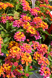 PassionFruit Lantana (Lantana 'Ballanpaf') at Sargent's Nursery