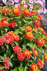 Shamrock Red Lantana (Lantana 'Balshamred') at Sargent's Nursery