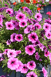 SureShot Pink Vein Petunia (Petunia 'Balsurspinv') at Sargent's Nursery