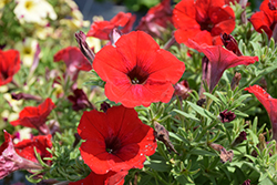 SureShot Red Petunia (Petunia 'Balsursre') at Sargent's Nursery