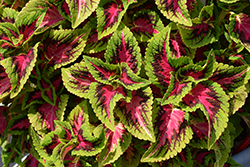 French Quarter Coleus (Solenostemon scutellarioides 'Balvolfrenq') at Sargent's Nursery