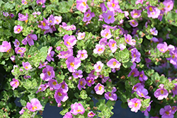 MegaCopa Pink Bacopa (Sutera cordata 'Balmecopinim') at Sargent's Nursery