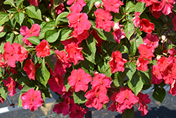 Beacon Lipstick Impatiens (Impatiens walleriana 'PAS1587589') at Sargent's Nursery