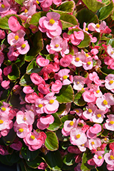 Super Olympia Pink Begonia (Begonia 'Super Olympia Pink') at Sargent's Nursery