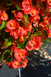 Super Olympia Red Begonia (Begonia 'Super Olympia Red') at Sargent's Nursery