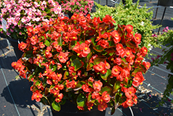 Super Olympia Red Begonia (Begonia 'Super Olympia Red') at Sargent's Nursery