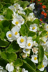 Super Olympia White Begonia (Begonia 'Super Olympia White') at Sargent's Nursery