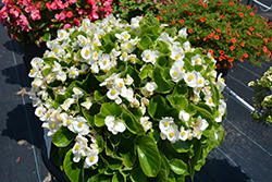 Super Olympia White Begonia (Begonia 'Super Olympia White') at Sargent's Nursery