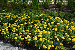 Marvel II Yellow Marigold (Tagetes erecta 'PAS1363450') at Sargent's Nursery