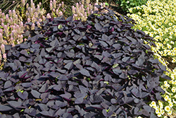 Sweet Caroline Sweetheart Jet Black Sweet Potato Vine (Ipomoea batatas 'NCORNSP-021SHJB') at Sargent's Nursery