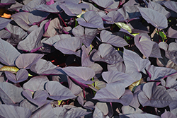 Sweet Caroline Sweetheart Jet Black Sweet Potato Vine (Ipomoea batatas 'NCORNSP-021SHJB') at Sargent's Nursery