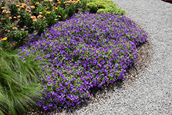 Supertunia Mini Vista Indigo Petunia (Petunia 'BBTUN93201') at Sargent's Nursery