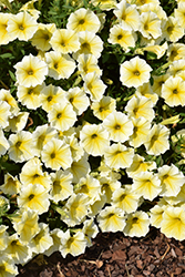 Supertunia Saffron Finch Petunia (Petunia 'Balcobees') at Sargent's Nursery