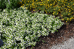 Surdiva White Fan Flower (Scaevola aemula 'Surdiva White') at Sargent's Nursery