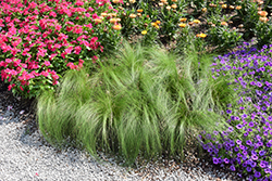 Pony Tails Mexican Feather Grass (Stipa tenuissima 'Pony Tails') at Sargent's Nursery