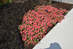 Supertunia Bermuda Beach Petunia (Petunia 'Supertunia Bermuda Beach') at Sargent's Nursery