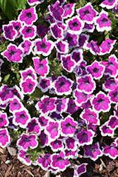 Supertunia Hoopla Vivid Orchid Petunia (Petunia 'DPETPW1782') at Sargent's Nursery