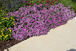 Supertunia Hoopla Vivid Orchid Petunia (Petunia 'DPETPW1782') at Sargent's Nursery