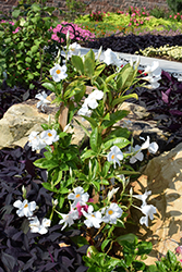 Sun Parasol Giant White Mandevilla (Mandevilla 'Sun Parasol Giant White') at Sargent's Nursery