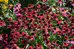 Sombrero Baja Burgundy Coneflower (Echinacea 'Balsombabur') at Sargent's Nursery