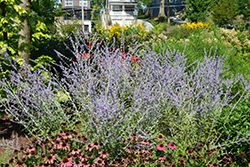 Russian Sage (Perovskia atriplicifolia) at Sargent's Nursery