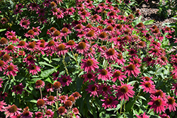 Sombrero Tres Amigos Coneflower (Echinacea 'Balsomtresgo') at Sargent's Nursery