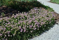 Millenium Ornamental Onion (Allium 'Millenium') at Sargent's Nursery