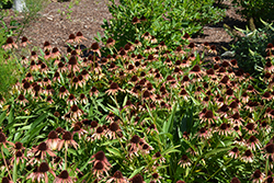 Fiery Meadow Mama Coneflower (Echinacea 'Fiery Meadow Mama') at Sargent's Nursery