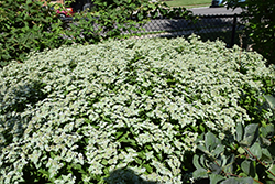 Short Toothed Mountain Mint (Pycnanthemum muticum) at Sargent's Nursery