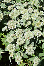 Hoary Mountain Mint (Pycnanthemum incanum) at Sargent's Nursery