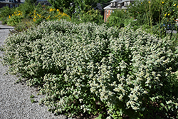 Hoary Mountain Mint (Pycnanthemum incanum) at Sargent's Nursery