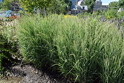 Prairie Winds Apache Rose Switch Grass (Panicum virgatum 'Apache Rose') at Sargent's Nursery