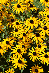 Goldsturm Coneflower (Rudbeckia fulgida 'Goldsturm') at Sargent's Nursery