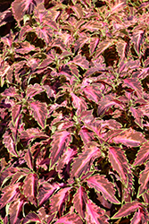 Coral CandyColeus (Solenostemon scutellarioides 'Coral Candy') at Sargent's Nursery
