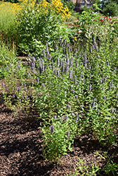 Black Adder Hyssop (Agastache 'Black Adder') at Sargent's Nursery