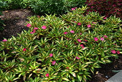 SunPatiens Compact Tropical Rose New Guinea Impatiens (Impatiens 'SunPatiens Compact Tropical Rose') at Sargent's Nursery