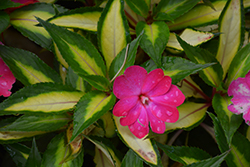 SunPatiens Compact Tropical Rose New Guinea Impatiens (Impatiens 'SunPatiens Compact Tropical Rose') at Sargent's Nursery