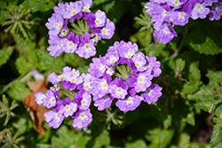 Superbena Sparkling Amethyst Verbena (Verbena 'VEAZ0019') at Sargent's Nursery