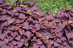 Sweet Caroline Mahogany Sweet Potato Vine (Ipomoea batatas 'NCORNSP-0032SCRHI') at Sargent's Nursery