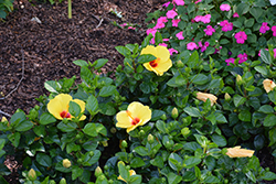 Sunny Wind Hibiscus (Hibiscus rosa-sinensis 'Sunny Wind') at Sargent's Nursery