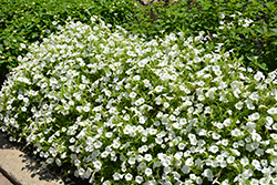 Supertunia Vista Snowdrift Petunia (Petunia 'BBTUN04401') at Sargent's Nursery