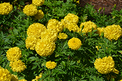 Marvel II Yellow Marigold (Tagetes erecta 'PAS1363450') at Sargent's Nursery